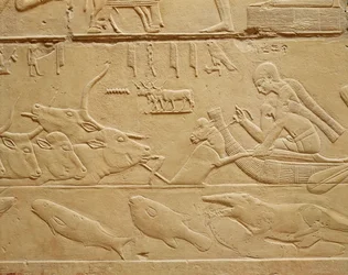 Kvæg krydser et vadested, fra Mastaba af Kagemni-stenen